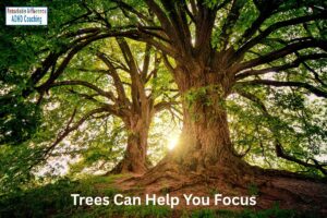 Trees Can Help You Focus